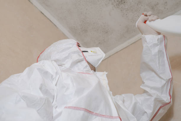Trusted Boston Heights, OH Mold Removal Experts