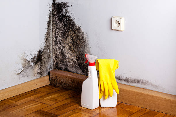 Best Local Mold Removal Service  in Boston Heights, OH