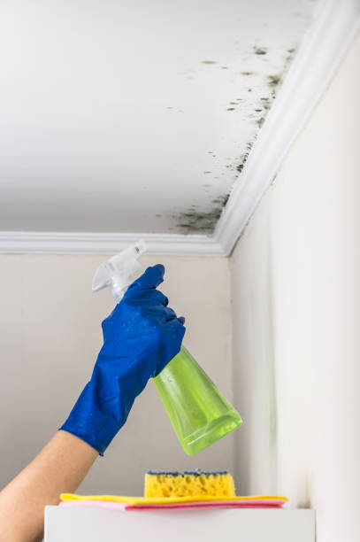 Best Mold Damage Repair  in Boston Heights, OH